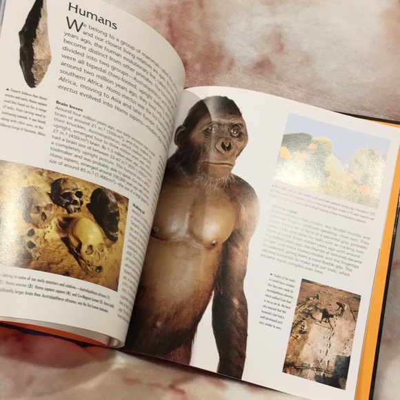 Rocks & Fossils Book by Kingfisher Knowledge Geology Science Read Resale - Picture 9 of 14